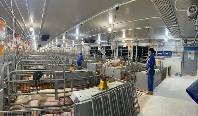 Dabaco (DBC): Lãi 9 tháng ước tính gấp 2,5 lần cùng kỳ, "về đích" sớm kế hoạch năm 2025- Ảnh 3.
