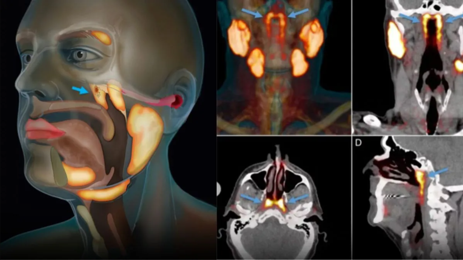Phát hiện cơ quan mới “ẩn mình” suốt hàng thế kỷ trong thân người, giới khoa học sững sờ vì lý do khó tin- Ảnh 3. Phát hiện cơ quan mới “ẩn mình” suốt hàng thế kỷ trong thân người, giới khoa học sững sờ vì lý do khó tin- Ảnh 3.