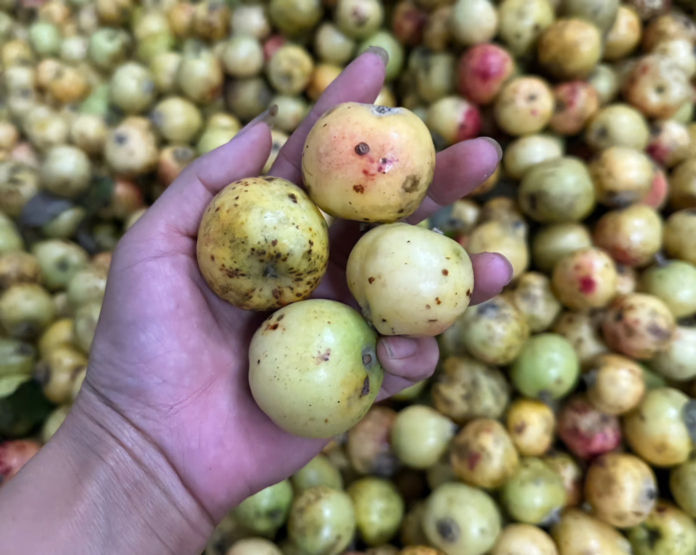 Đặc sản táo mèo Mù Cang Chải vào vụ- Ảnh 6.