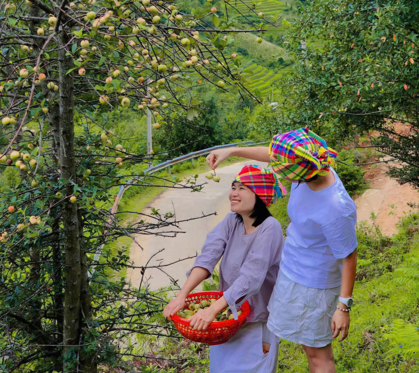 Đặc sản táo mèo Mù Cang Chải vào vụ- Ảnh 1.