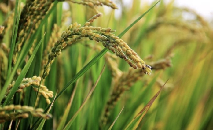 Buồn của quốc gia sản xuất gạo lớn thứ 3 thế giới: Giá tăng vọt dù sản lượng và nhập khẩu cao kỷ lục, mua từ Việt Nam tăng gần 26.000%- Ảnh 1.
