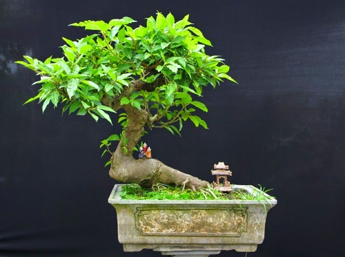 Loại cây là biểu tượng của sự may mắn, sung túc: Từ gốc tới ngọn đều được dùng làm thuốc quý- Ảnh 1.