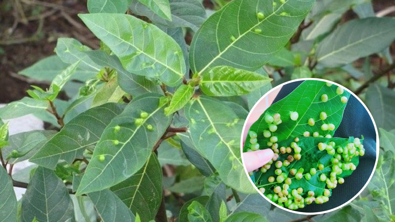 Loại cây là biểu tượng của sự may mắn, sung túc: Từ gốc tới ngọn đều được dùng làm thuốc quý- Ảnh 2.