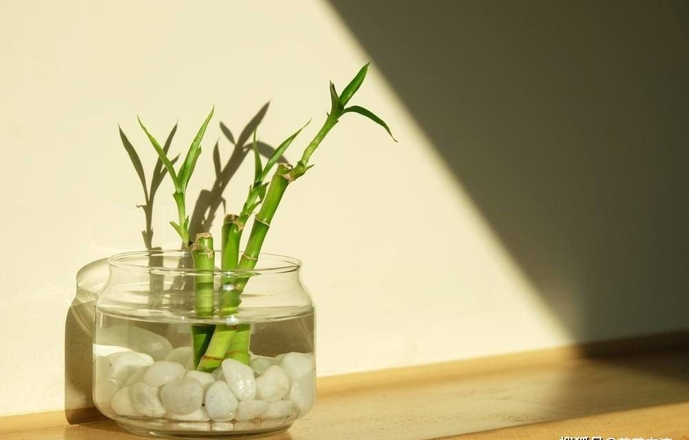 2 loại cây cảnh tưởng bình dị nhưng là 