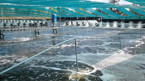 Áp thuế 50% vì mua dầu Nga, người Mỹ phải trả giá đắt đỏ cho một mặt hàng nhập khẩu từ Ấn Độ, Việt Nam cũng đang tham gia cuộc đua xuất khẩu- Ảnh 1.