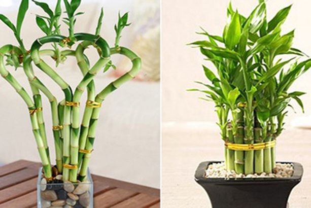 2 loại cây cảnh tưởng bình dị nhưng là 