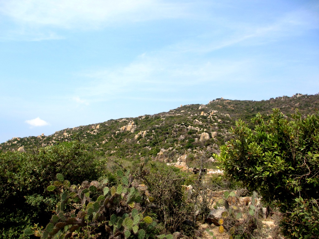 Việt Nam có rừng thuộc dạng quý hiếm ở Đông Nam Á, cả nước chỉ có 1, ngay gần Nha Trang, Phan Thiết- Ảnh 2. Việt Nam có rừng thuộc dạng quý hiếm ở Đông Nam Á, cả nước chỉ có 1, ngay gần Nha Trang, Phan Thiết- Ảnh 2.