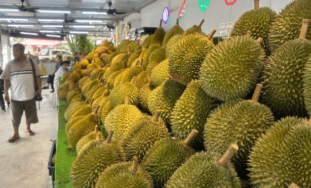 Là vựa sầu riêng lớn nhất Đông Nam Á, đối thủ của Việt Nam cho biết chỉ nhận về 10% giá trị vì trung gian qua Thái Lan, sắp xuất khẩu trực tiếp sang Trung Quốc- Ảnh 1.