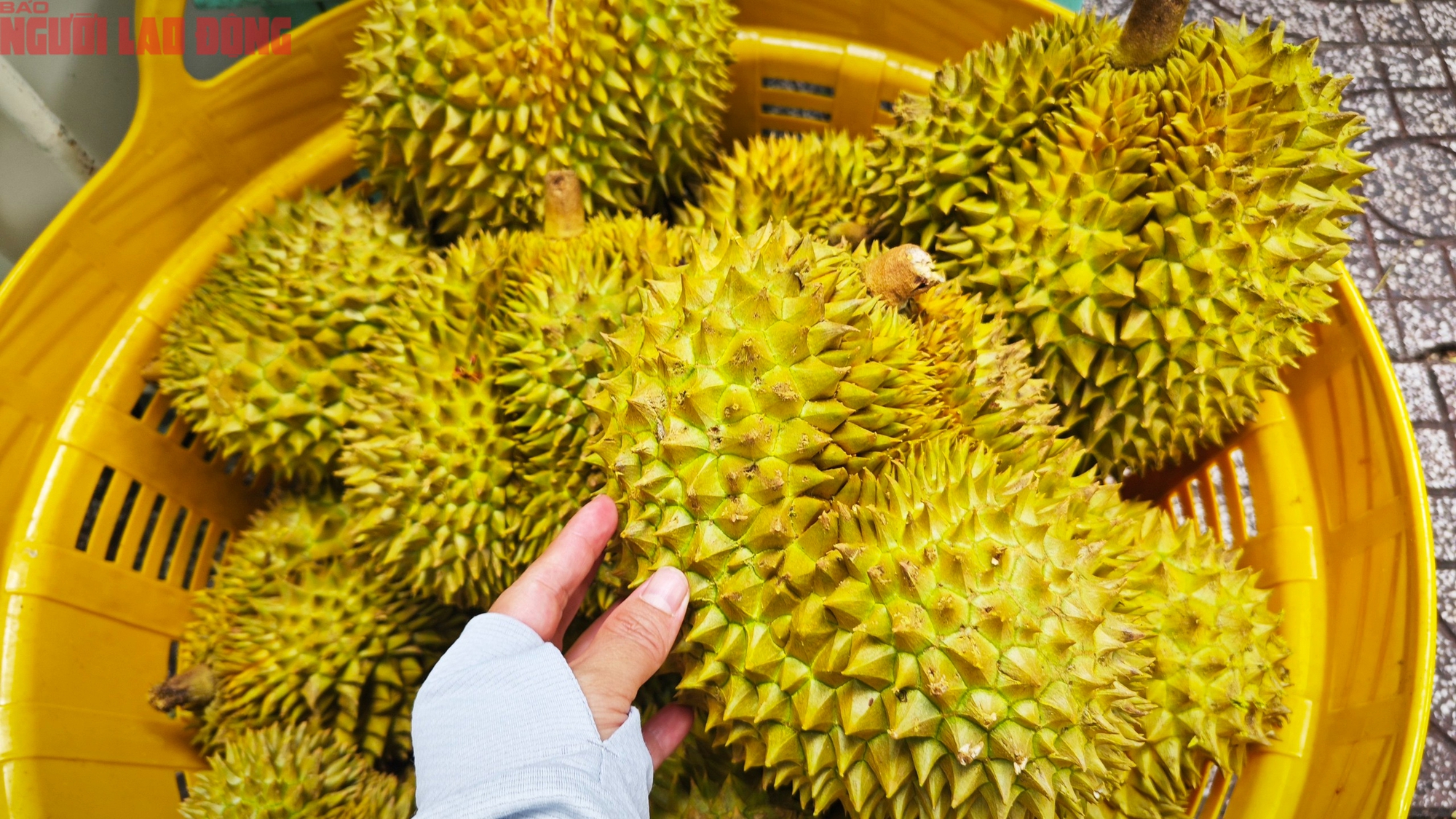 Giá sầu riêng hôm nay 8-10: Vượt 100.000 đồng/kg, nhà vườn trúng lớn- Ảnh 1.