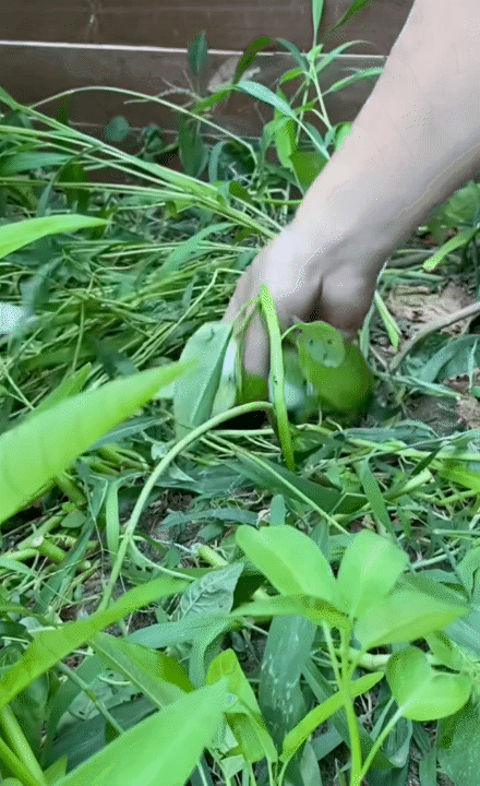 Hội chị em phát sốt trước căn bếp trong mơ của gia chủ như tổng tài - biệt phủ nghìn m² chỉ là nền!- Ảnh 10. Hội chị em phát sốt trước căn bếp trong mơ của gia chủ như tổng tài - biệt phủ nghìn m² chỉ là nền!- Ảnh 10.