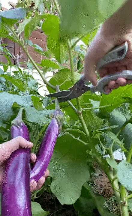 Hội chị em phát sốt trước căn bếp trong mơ của gia chủ như tổng tài - biệt phủ nghìn m² chỉ là nền!- Ảnh 8. Hội chị em phát sốt trước căn bếp trong mơ của gia chủ như tổng tài - biệt phủ nghìn m² chỉ là nền!- Ảnh 8.