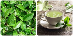 Điều gì xảy ra khi uống trà xanh thêm vài lát gừng?- Ảnh 5.