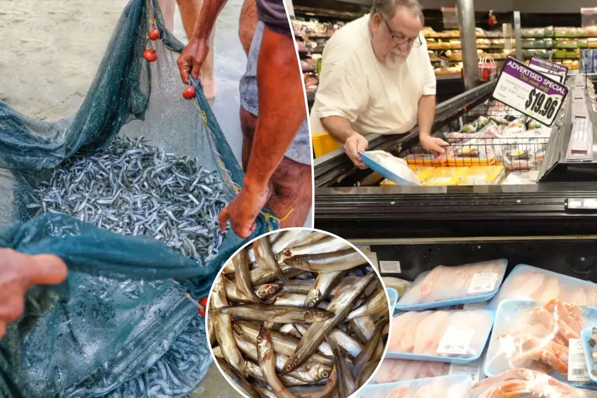 Loại cá mang lại sự trường thọ: Người Nhật rất thích ăn, biển Việt Nam rất sẵn, giá lại rẻ- Ảnh 1.