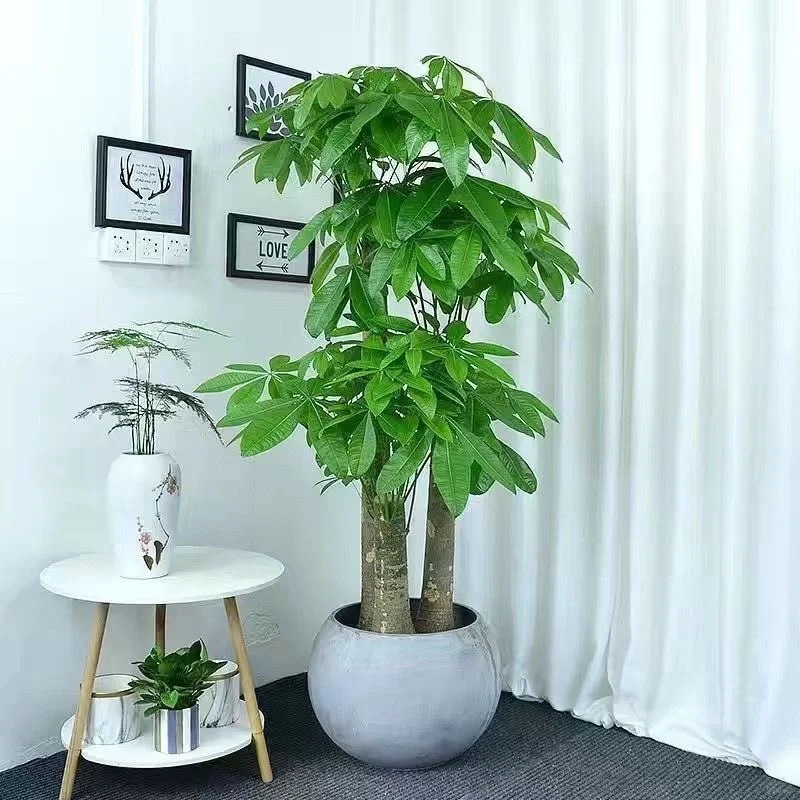 “Trong nhà có một cây, cả nhà ấm no": 5 loại cây nội thất đẹp, dễ sống, tăng sinh khí cho tổ ấm- Ảnh 4. “Trong nhà có một cây, cả nhà ấm no": 5 loại cây nội thất đẹp, dễ sống, tăng sinh khí cho tổ ấm- Ảnh 4.