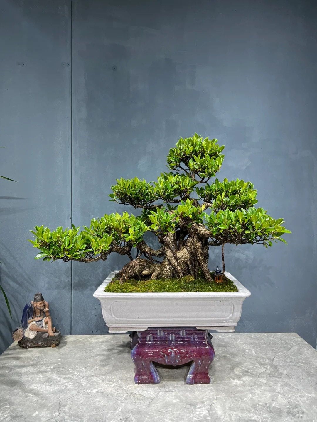 “Trong nhà có một cây, cả nhà ấm no": 5 loại cây nội thất đẹp, dễ sống, tăng sinh khí cho tổ ấm- Ảnh 16. “Trong nhà có một cây, cả nhà ấm no": 5 loại cây nội thất đẹp, dễ sống, tăng sinh khí cho tổ ấm- Ảnh 16.