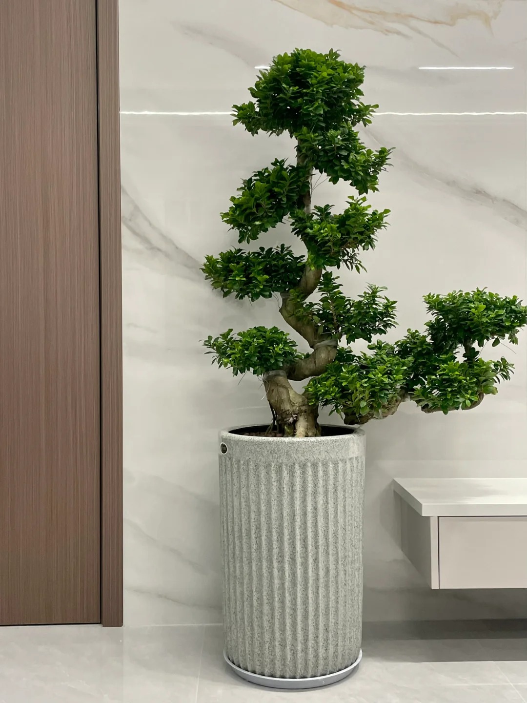 “Trong nhà có một cây, cả nhà ấm no": 5 loại cây nội thất đẹp, dễ sống, tăng sinh khí cho tổ ấm- Ảnh 13. “Trong nhà có một cây, cả nhà ấm no": 5 loại cây nội thất đẹp, dễ sống, tăng sinh khí cho tổ ấm- Ảnh 13.