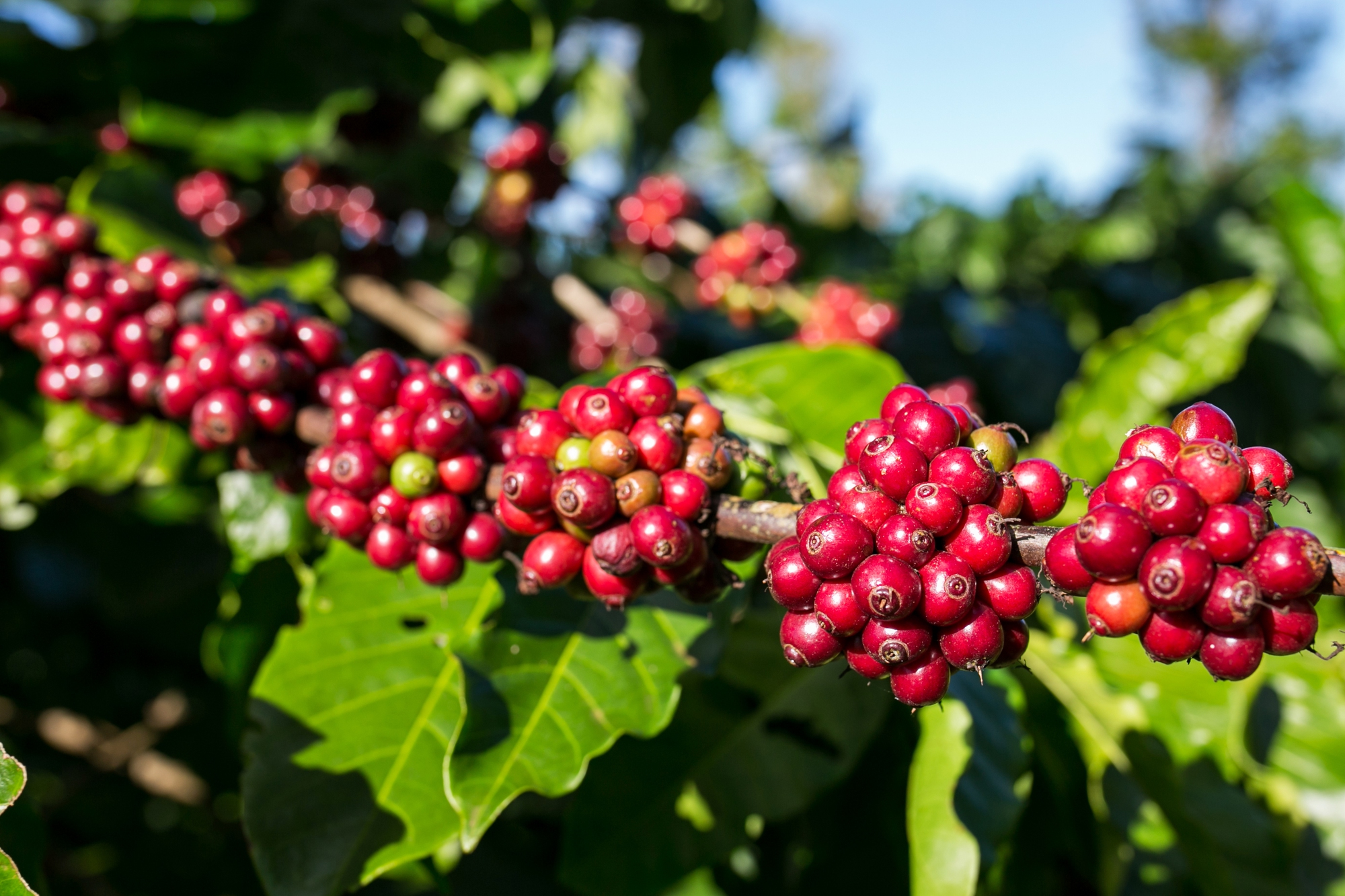 Giá cà phê hôm nay 9-10: Tăng rất mạnh, Robusta Việt có bị soán ngôi vua?- Ảnh 1. Giá cà phê hôm nay 9-10: Tăng rất mạnh, Robusta Việt có bị soán ngôi vua?- Ảnh 1.