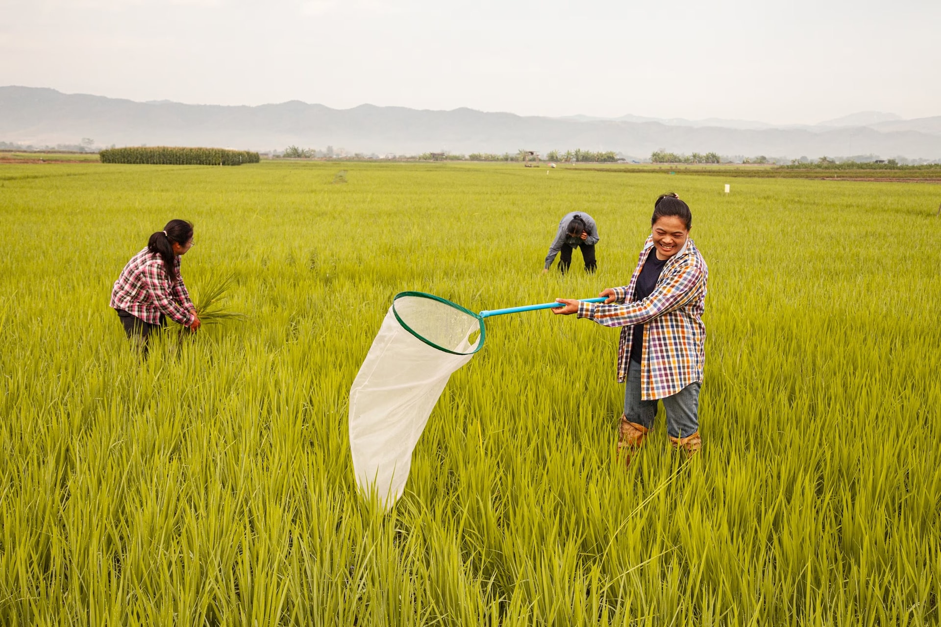 Môt "vật báu" của Thái Lan bị rớt giá thảm hại - thấp nhất thập kỷ- Ảnh 1. Môt "vật báu" của Thái Lan bị rớt giá thảm hại - thấp nhất thập kỷ- Ảnh 1.