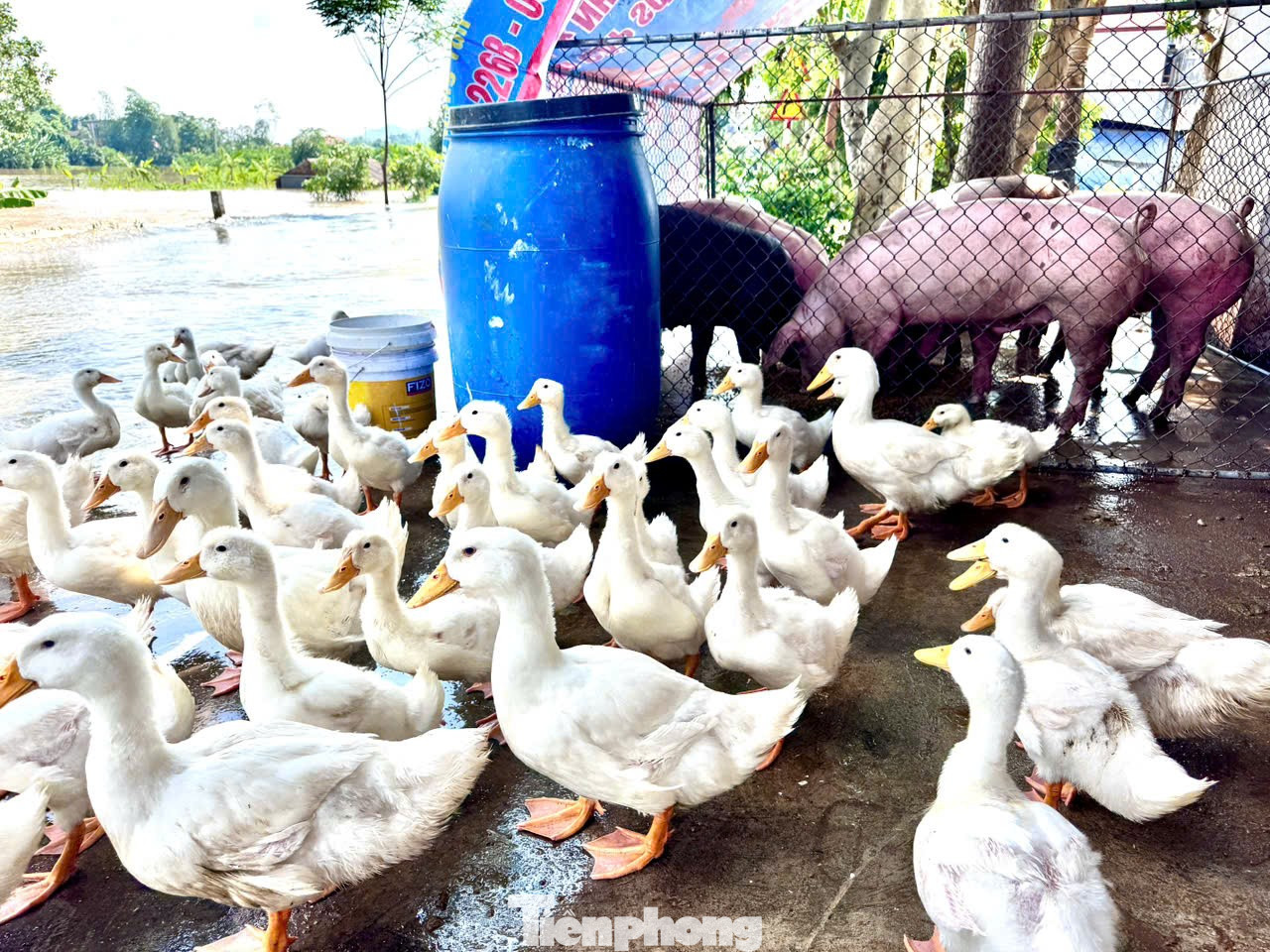 Sông Cà Lồ 'nuốt chửng' nhiều xã, hàng nghìn hộ dân ở Hà Nội bị cô lập- Ảnh 8. Sông Cà Lồ 'nuốt chửng' nhiều xã, hàng nghìn hộ dân ở Hà Nội bị cô lập- Ảnh 8.