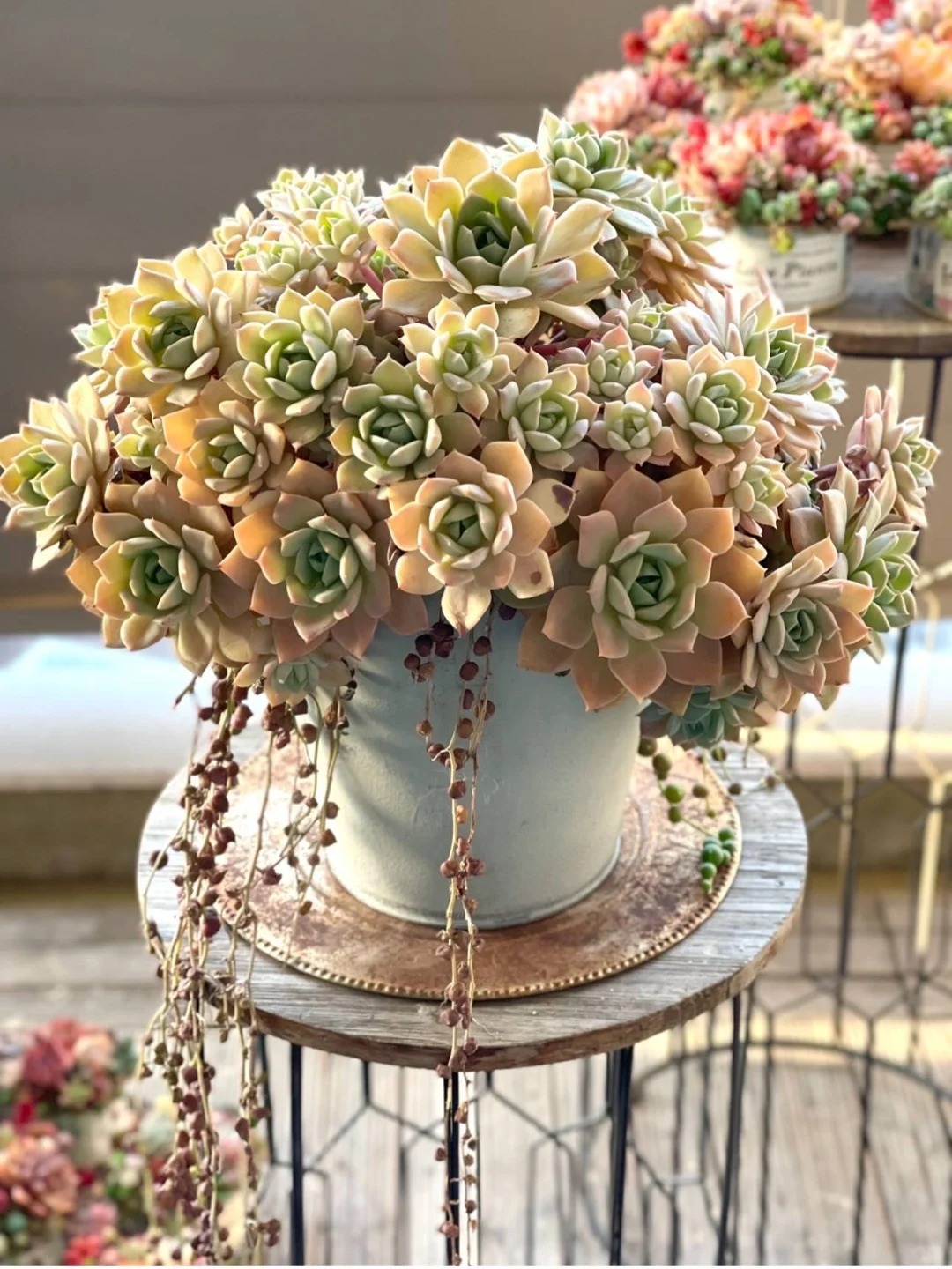 Sinh mùa hè dễ khuyết Thủy: Vì sao muốn “đổi vận” nên trồng cây sen đá?- Ảnh 14. Sinh mùa hè dễ khuyết Thủy: Vì sao muốn “đổi vận” nên trồng cây sen đá?- Ảnh 14.