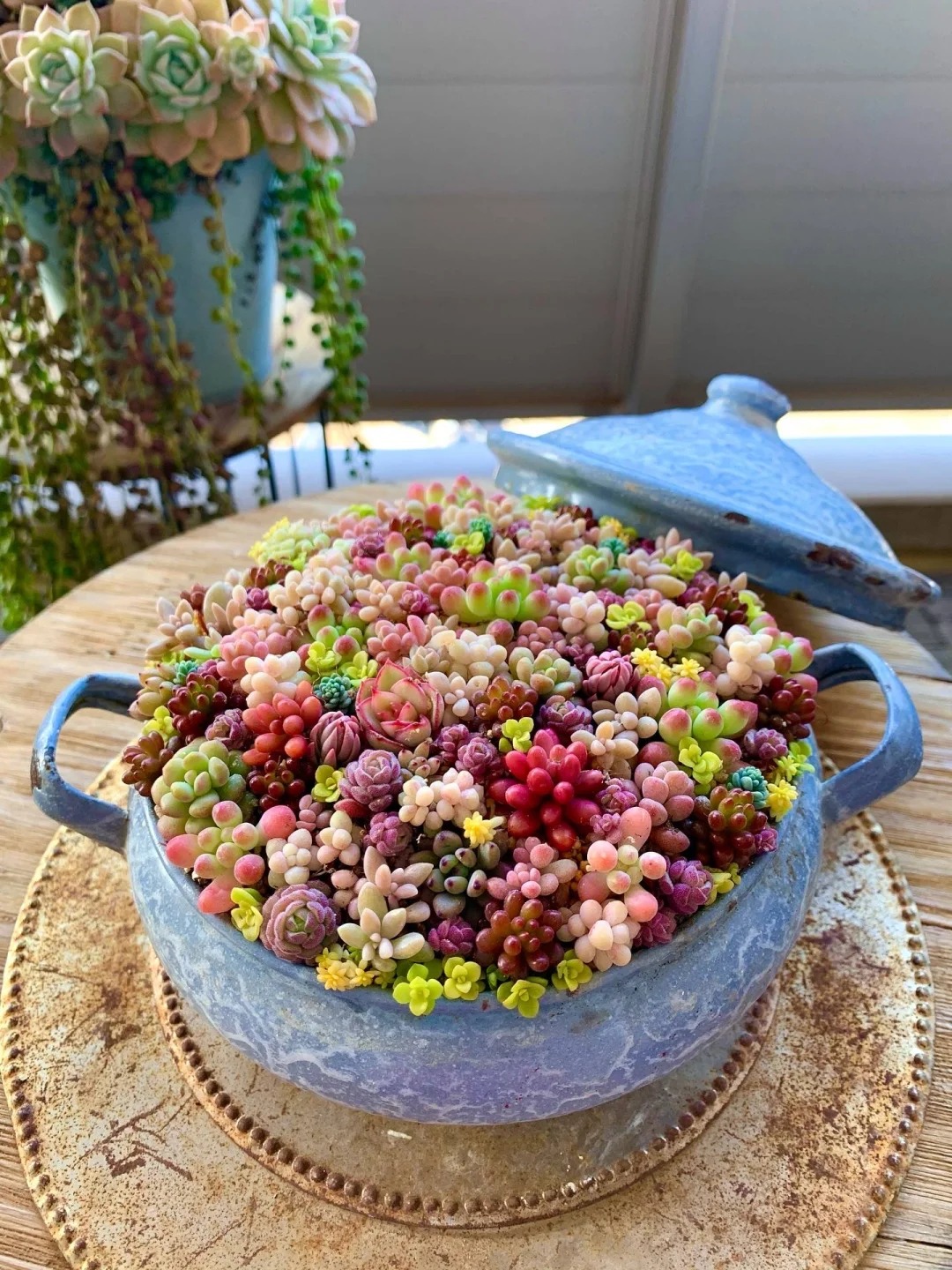 Sinh mùa hè dễ khuyết Thủy: Vì sao muốn “đổi vận” nên trồng cây sen đá?- Ảnh 11. Sinh mùa hè dễ khuyết Thủy: Vì sao muốn “đổi vận” nên trồng cây sen đá?- Ảnh 11.