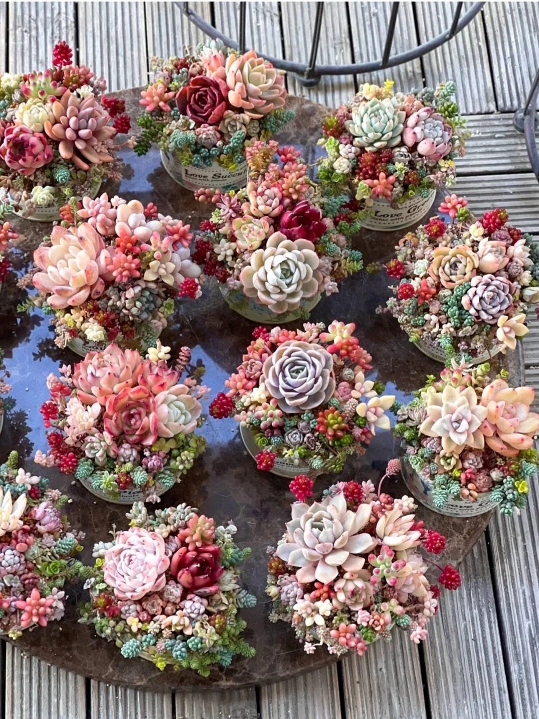 Sinh mùa hè dễ khuyết Thủy: Vì sao muốn “đổi vận” nên trồng cây sen đá?- Ảnh 4. Sinh mùa hè dễ khuyết Thủy: Vì sao muốn “đổi vận” nên trồng cây sen đá?- Ảnh 4.