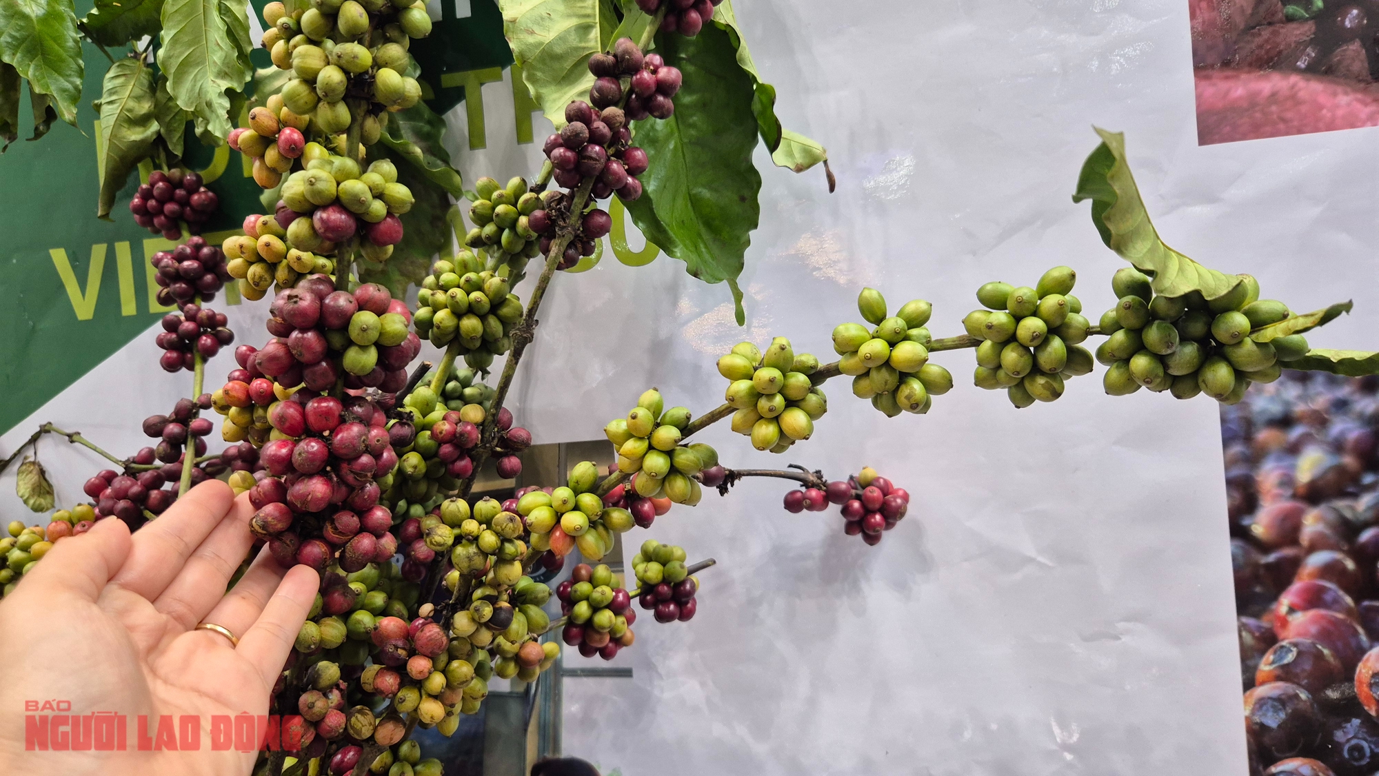 Giá cà phê hôm nay 1-11: Cực đoan hơn thời tiết- Ảnh 1. Giá cà phê hôm nay 1-11: Cực đoan hơn thời tiết- Ảnh 1.