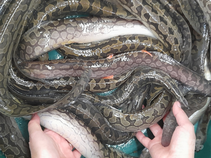 Cá ngọt như mì chính, được ví là “sâm dưới nước”, nuôi ở nơi đặc biệt giúp nông dân thu gần 1 tỷ đồng mỗi năm- Ảnh 1. Cá ngọt như mì chính, được ví là “sâm dưới nước”, nuôi ở nơi đặc biệt giúp nông dân thu gần 1 tỷ đồng mỗi năm- Ảnh 1.