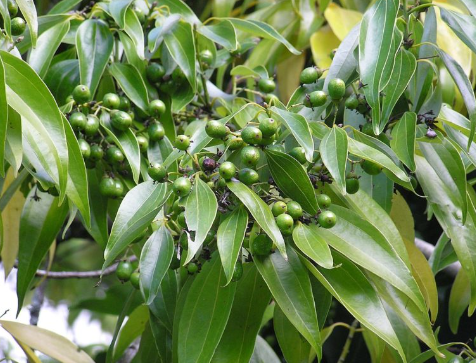 Loài cây gia vị quý của thế giới Việt Nam đang trồng bạt ngàn: Từ vỏ đến lá đều hái ra tiền, nước ta cùng Trung Quốc cạnh tranh ngôi vương của thế giới- Ảnh 1. Loài cây gia vị quý của thế giới Việt Nam đang trồng bạt ngàn: Từ vỏ đến lá đều hái ra tiền, nước ta cùng Trung Quốc cạnh tranh ngôi vương của thế giới- Ảnh 1.