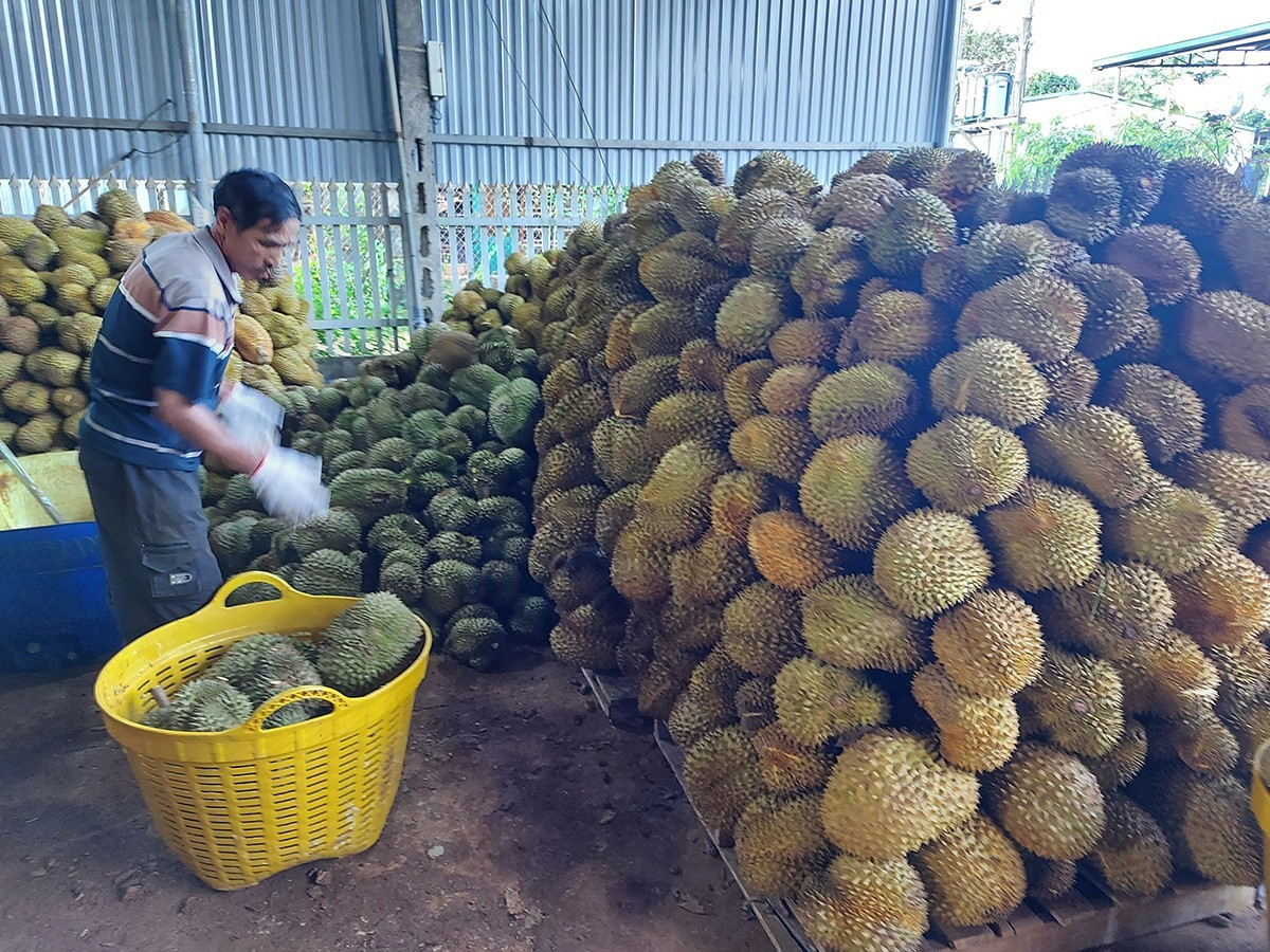 Cần lập lại trật tự ngành hàng sầu riêng- Ảnh 1.