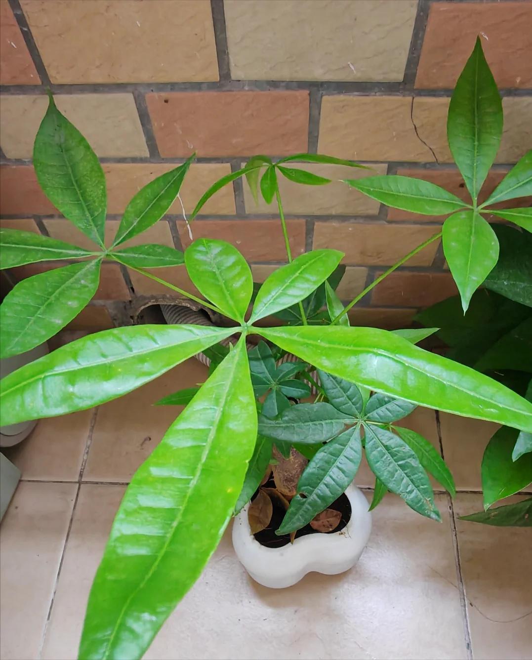 Tôi khuyên bạn hãy bỏ ngay cây kim ngân trong nhà, nếu không muốn “rước xui” và chỉ còn lại chậu đất trống- Ảnh 2.