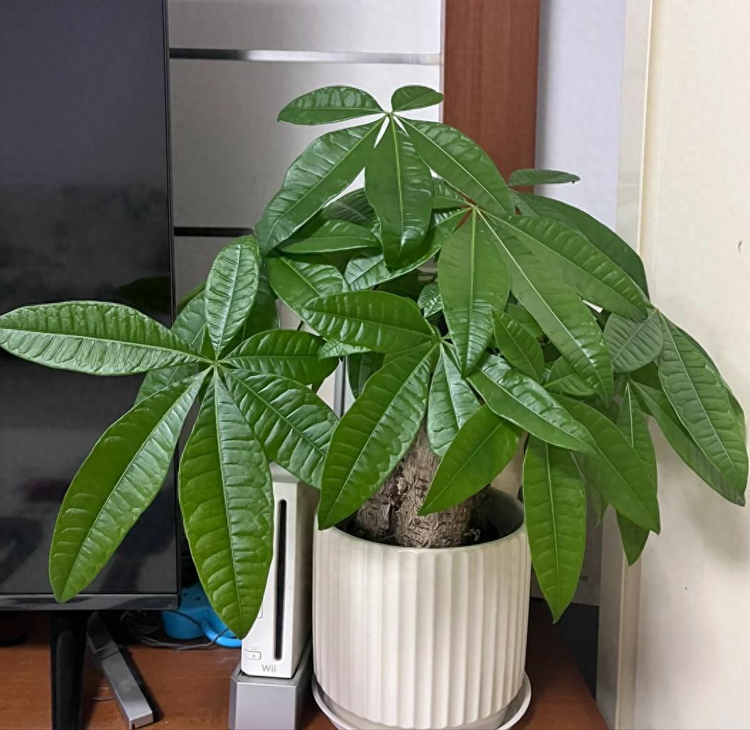 Tôi khuyên bạn hãy bỏ ngay cây kim ngân trong nhà, nếu không muốn “rước xui” và chỉ còn lại chậu đất trống- Ảnh 1.