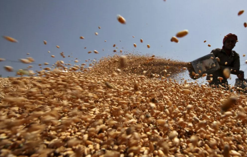 Không phải gạo hay ngô, Ukraine vừa đưa hàng trăm nghìn tấn nông sản quan trọng về Việt Nam chỉ trong 1 tháng: Nước ta tiêu thụ đứng top thế giới, thuế nhập khẩu 0%- Ảnh 1.