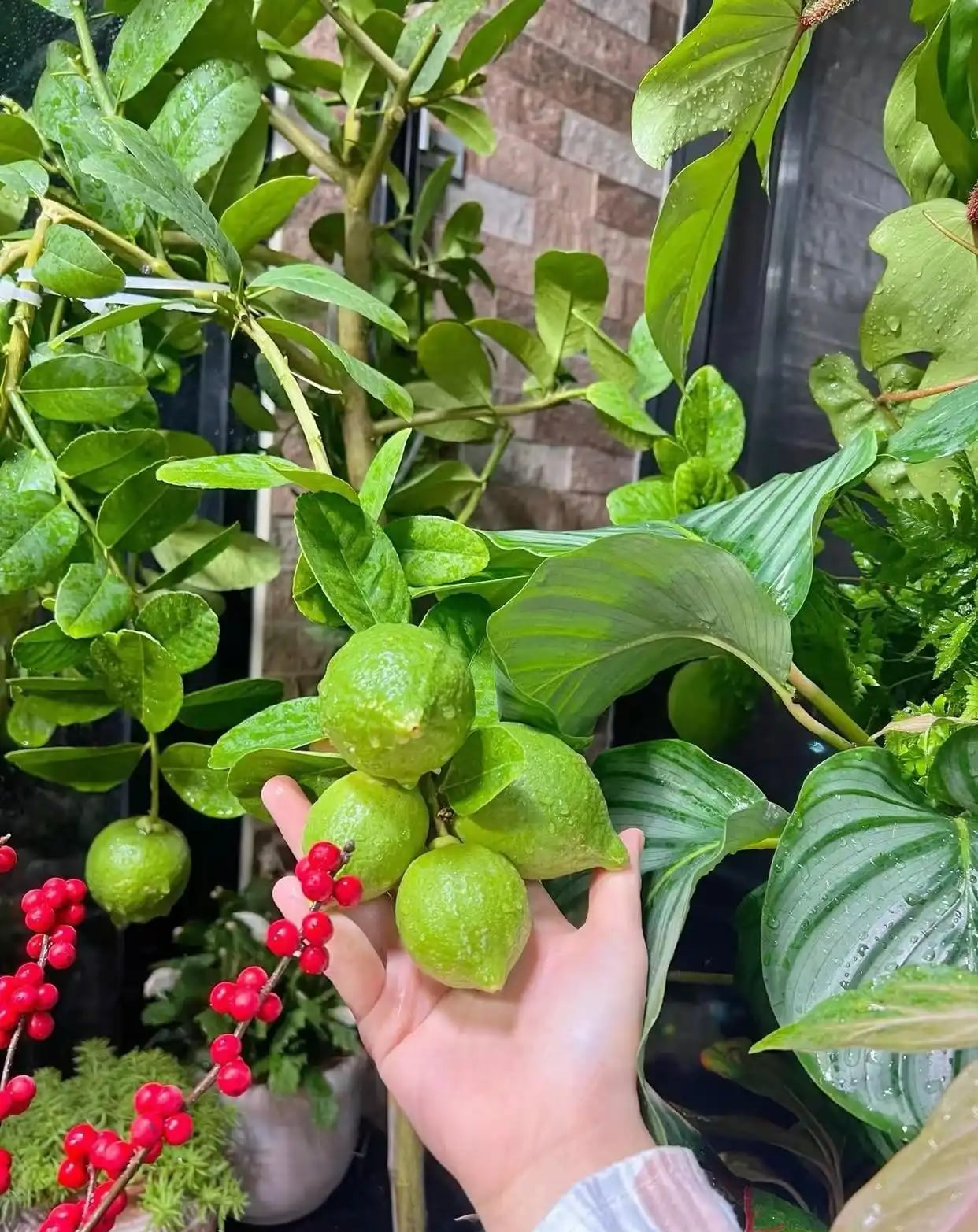 Khu vườn 6m2 khiến trăm nghìn người theo dõi vì quá 