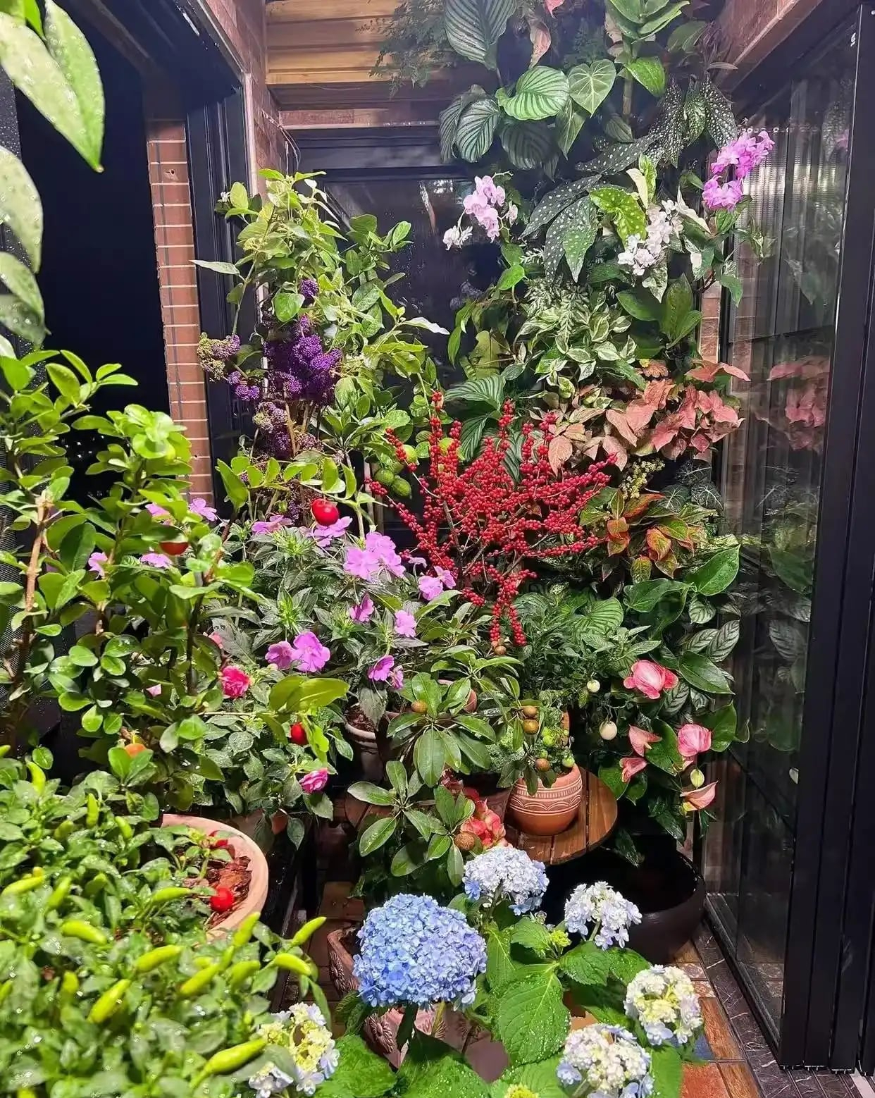 Khu vườn 6m2 khiến trăm nghìn người theo dõi vì quá 