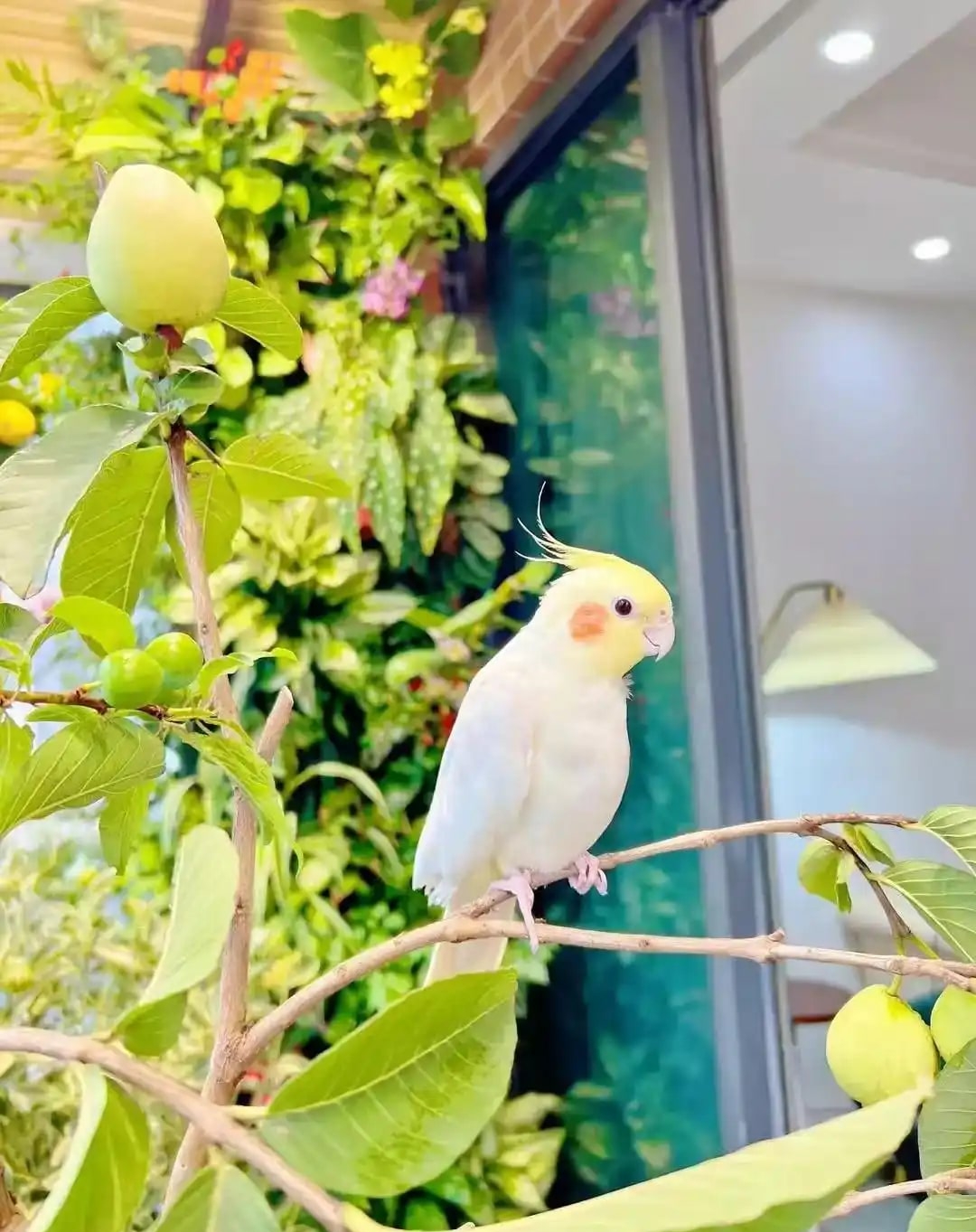 Khu vườn 6m2 khiến trăm nghìn người theo dõi vì quá 