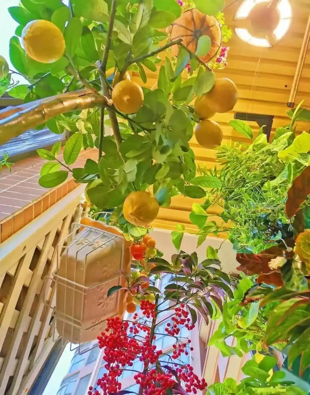 Khu vườn 6m2 khiến trăm nghìn người theo dõi vì quá 