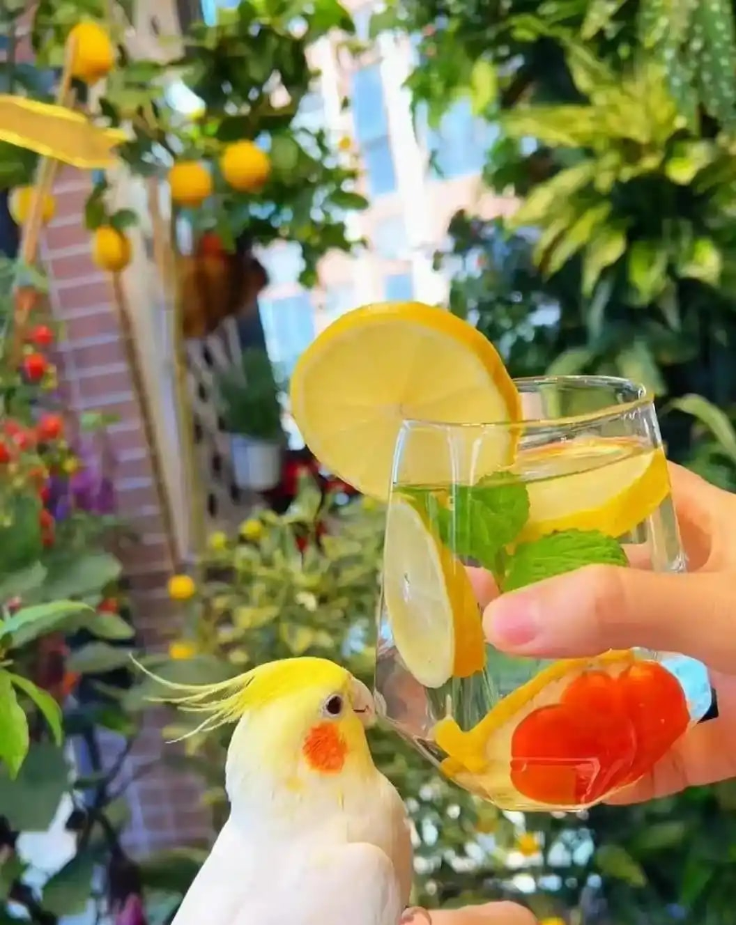 Khu vườn 6m2 khiến trăm nghìn người theo dõi vì quá 