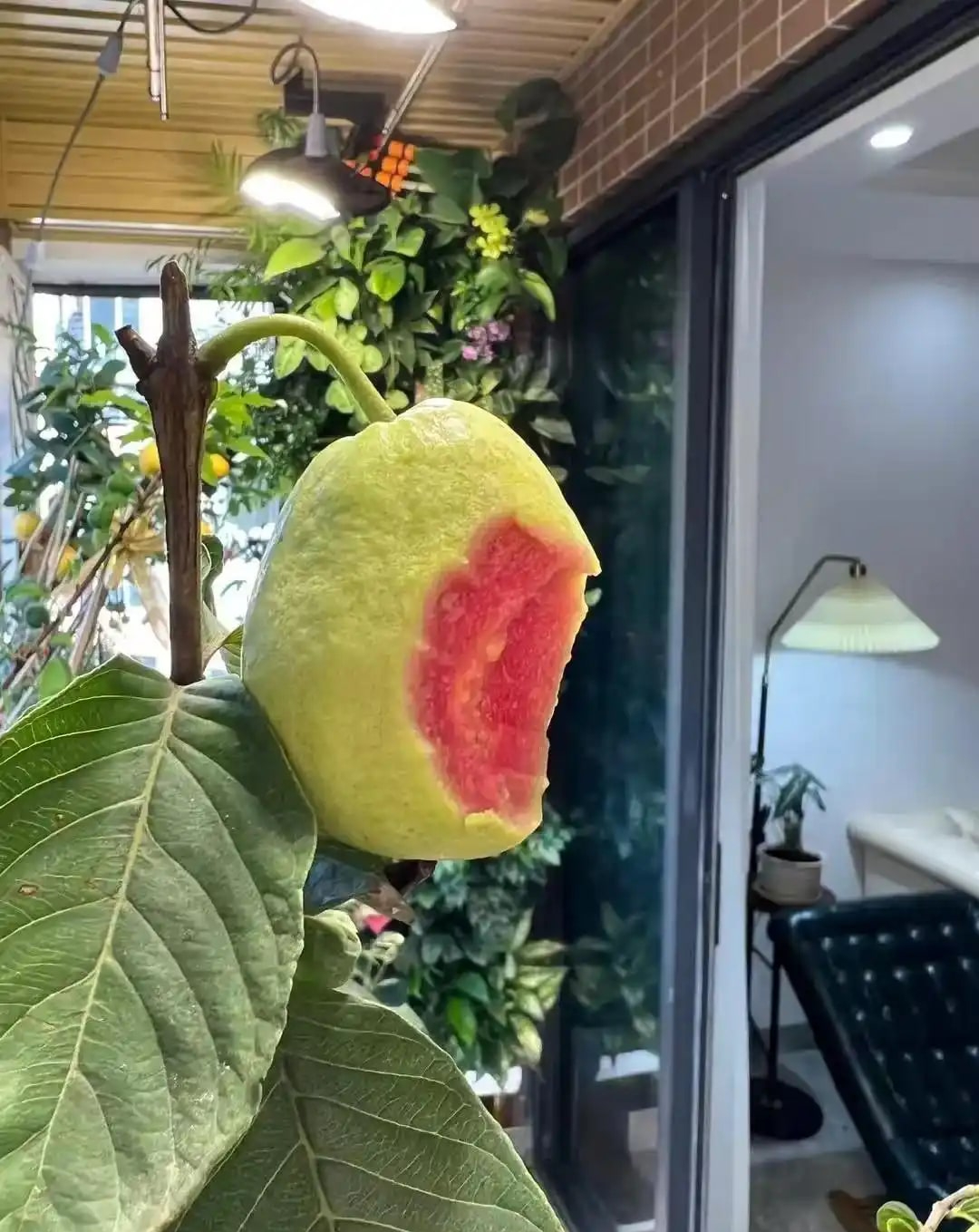 Khu vườn 6m2 khiến trăm nghìn người theo dõi vì quá 