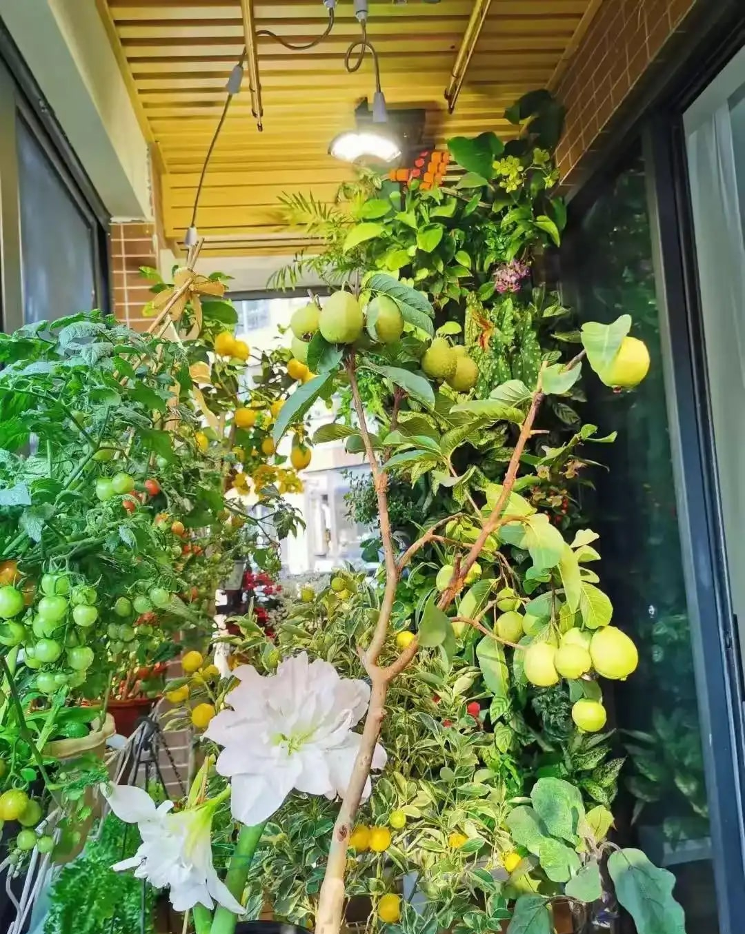 Khu vườn 6m2 khiến trăm nghìn người theo dõi vì quá 