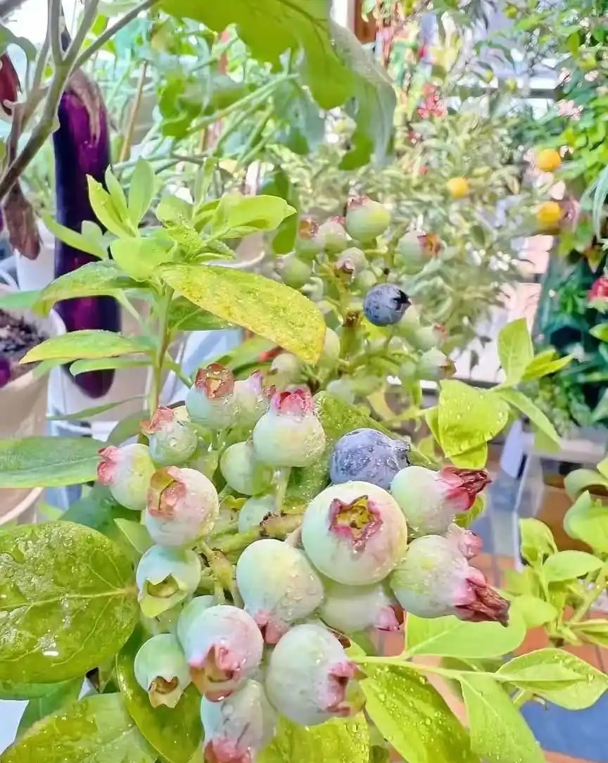 Khu vườn 6m2 khiến trăm nghìn người theo dõi vì quá 