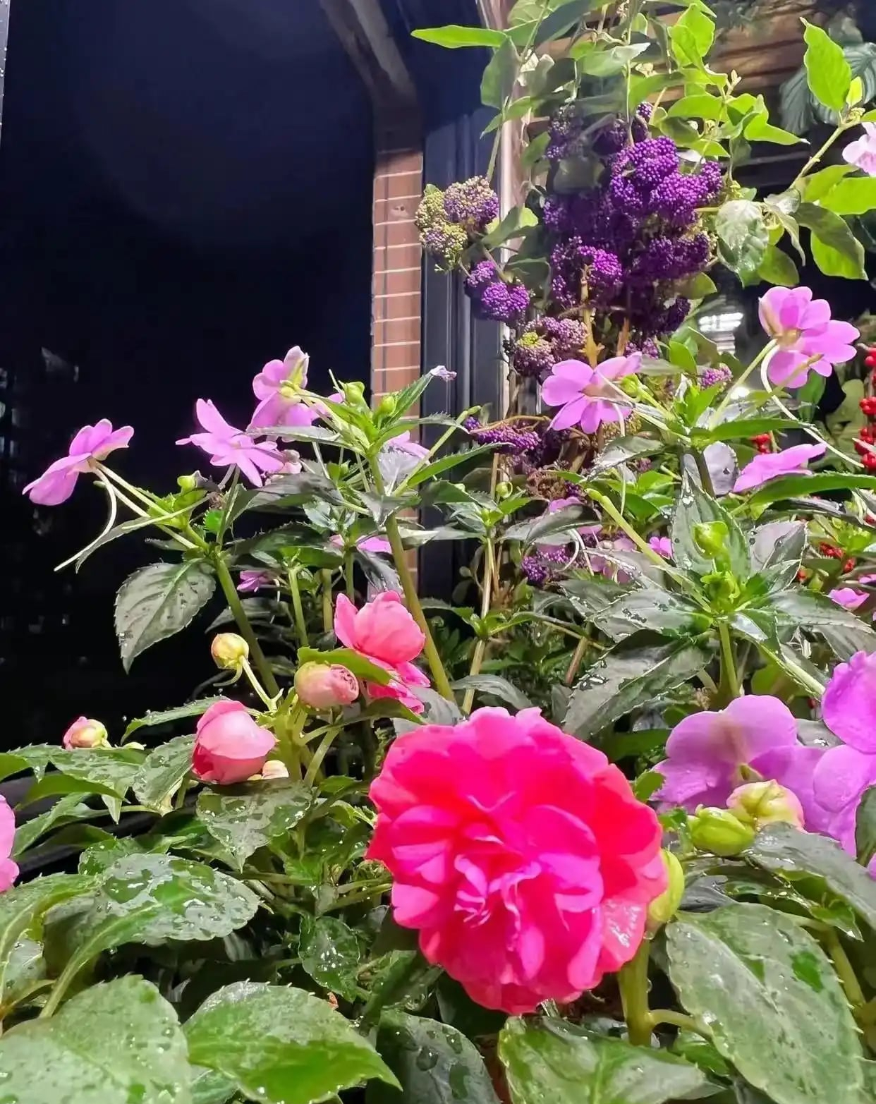 Khu vườn 6m2 khiến trăm nghìn người theo dõi vì quá 