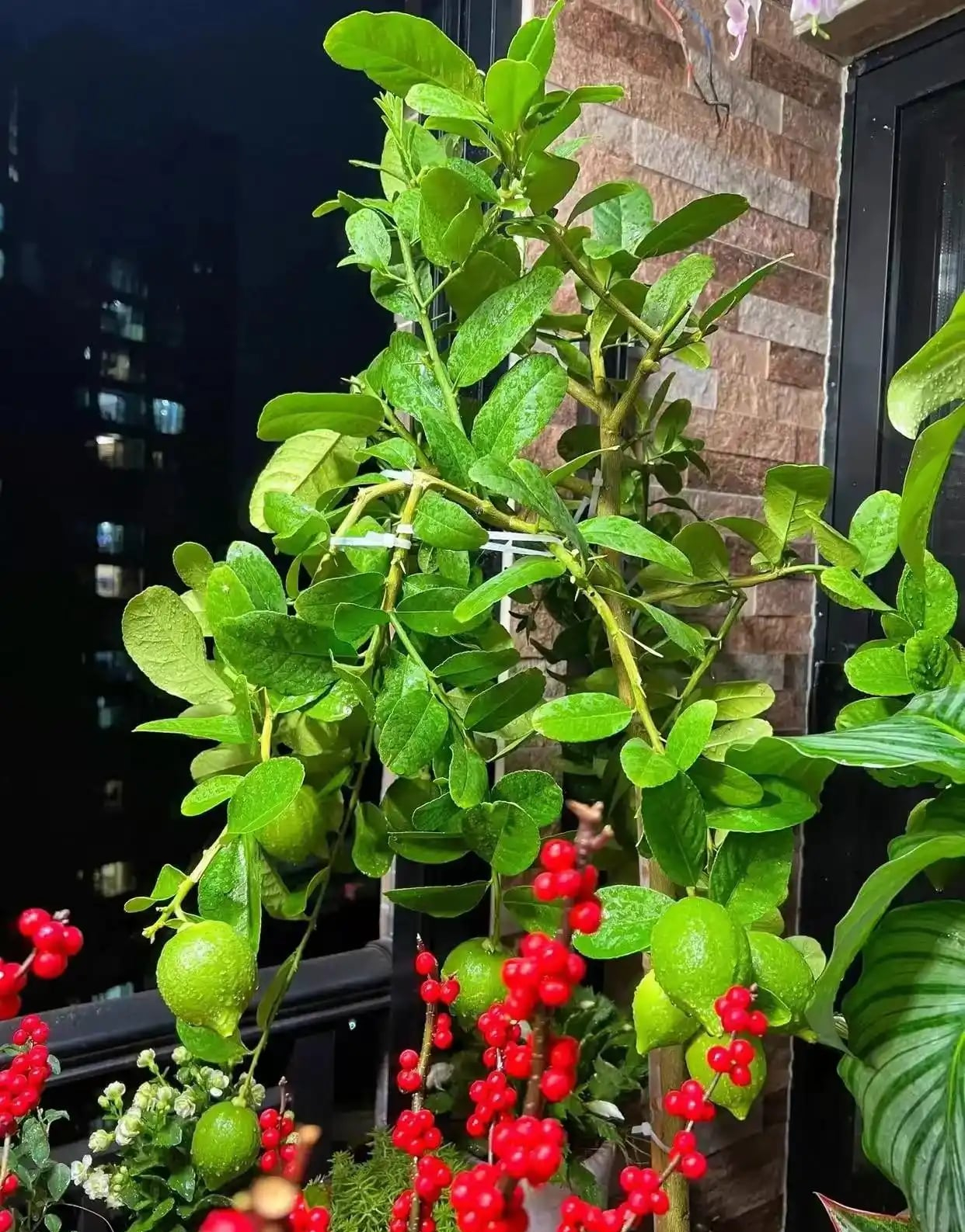 Khu vườn 6m2 khiến trăm nghìn người theo dõi vì quá 