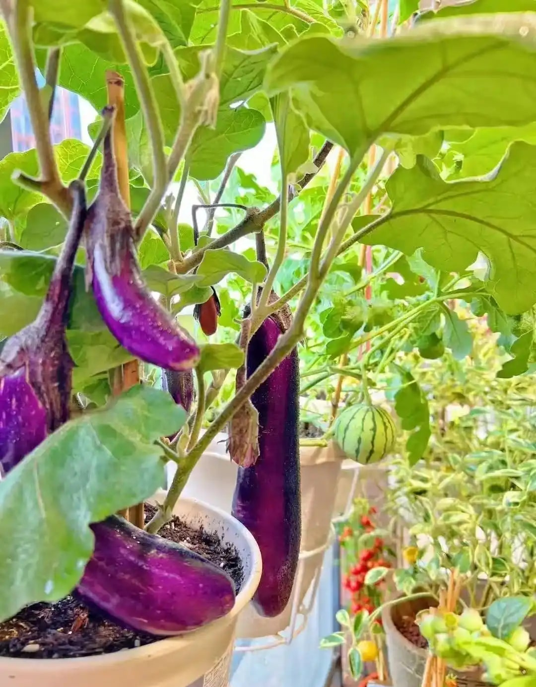 Khu vườn 6m2 khiến trăm nghìn người theo dõi vì quá 