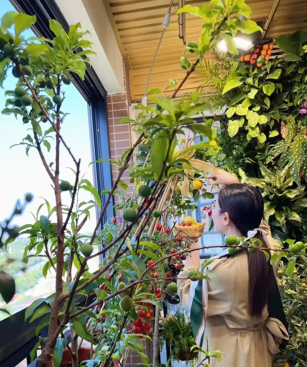 Khu vườn 6m2 khiến trăm nghìn người theo dõi vì quá 