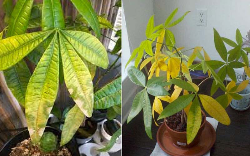 Tôi khuyên bạn hãy bỏ ngay cây kim ngân trong nhà, nếu không muốn “rước xui” và chỉ còn lại chậu đất trống- Ảnh 4.