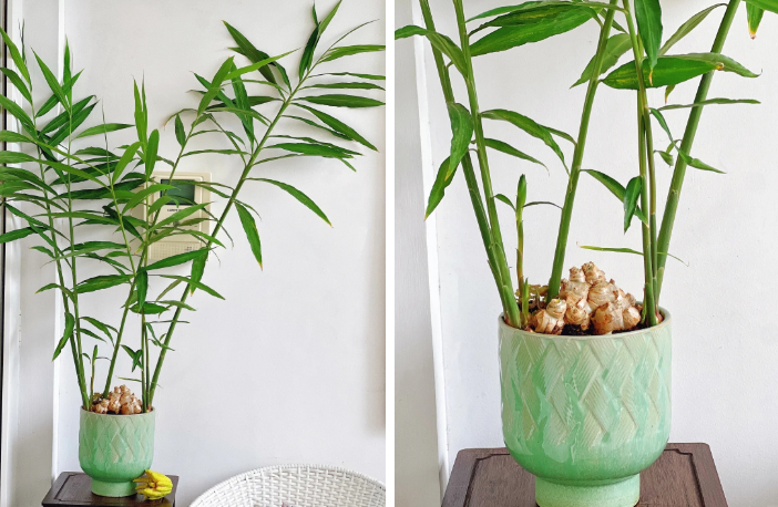 Không ngờ củ gừng bé xíu trong bếp lại là "bảo bối" phong thủy, giúp cả nhà tôi tránh nồm ẩm mốc, đón vượng khí!- Ảnh 1.