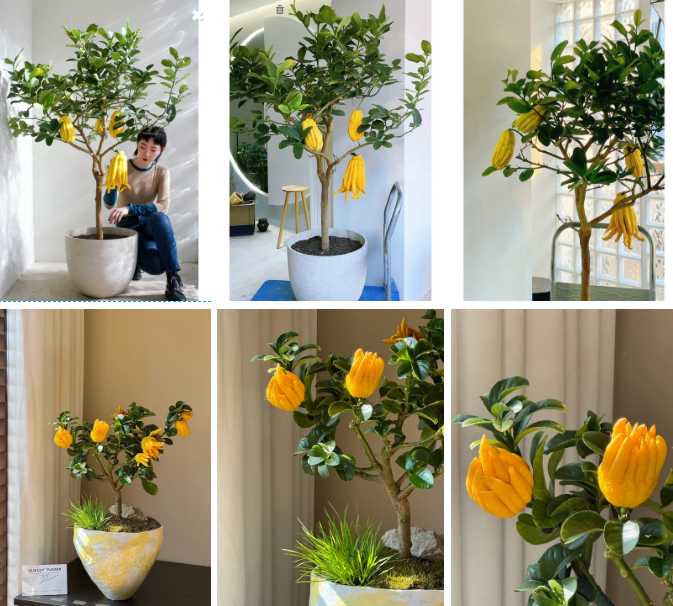 Gừng bonsai đã hot, chị em còn đang săn lùng cây "Thần Tài" phật thủ bonsai đón Tết Nguyên đán 2026: Vừa thơm sang chảnh lại hút trọn phúc khí!- Ảnh 1.