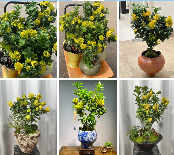 Gừng bonsai đã hot, chị em còn đang săn lùng cây "Thần Tài" phật thủ bonsai đón Tết Nguyên đán 2026: Vừa thơm sang chảnh lại hút trọn phúc khí!- Ảnh 2.