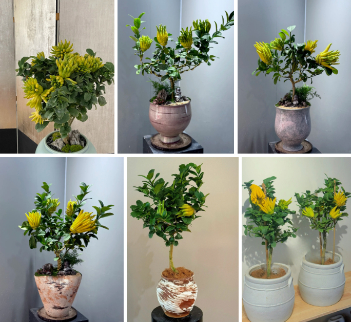 Gừng bonsai đã hot, chị em còn đang săn lùng cây "Thần Tài" phật thủ bonsai đón Tết Nguyên đán 2026: Vừa thơm sang chảnh lại hút trọn phúc khí!- Ảnh 3.